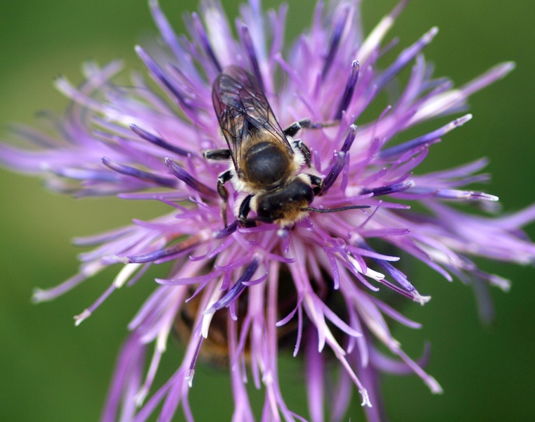 Megachile sp.